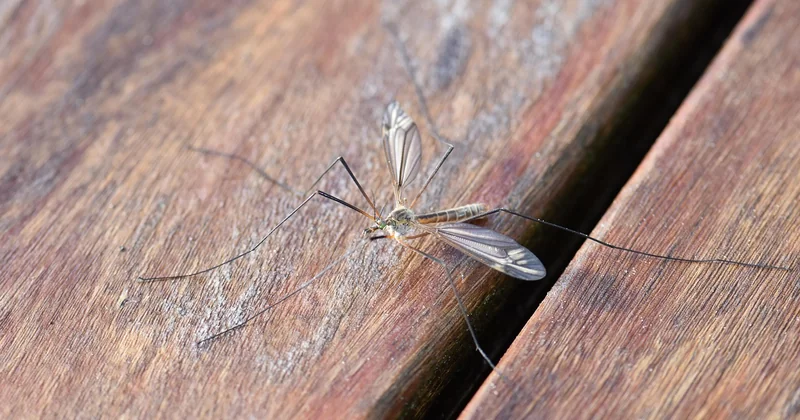 Le cas particulier des volants à palettes et des écrans tactiles